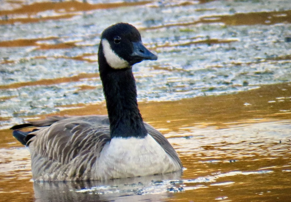 Canada Goose - ML644668429