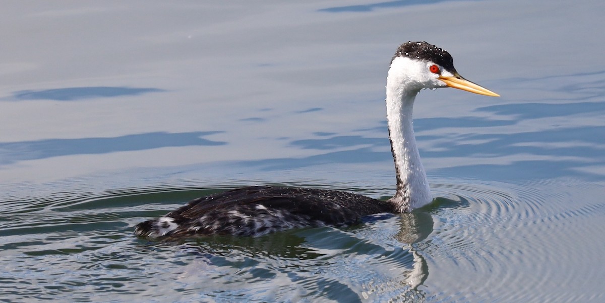 Clark's Grebe - ML644668430