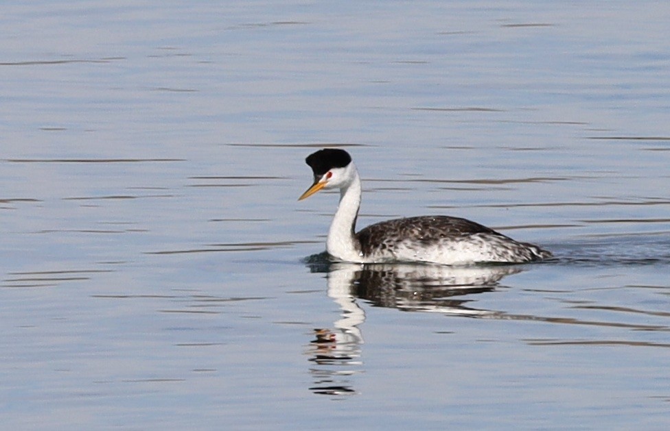 Clark's Grebe - ML644668438