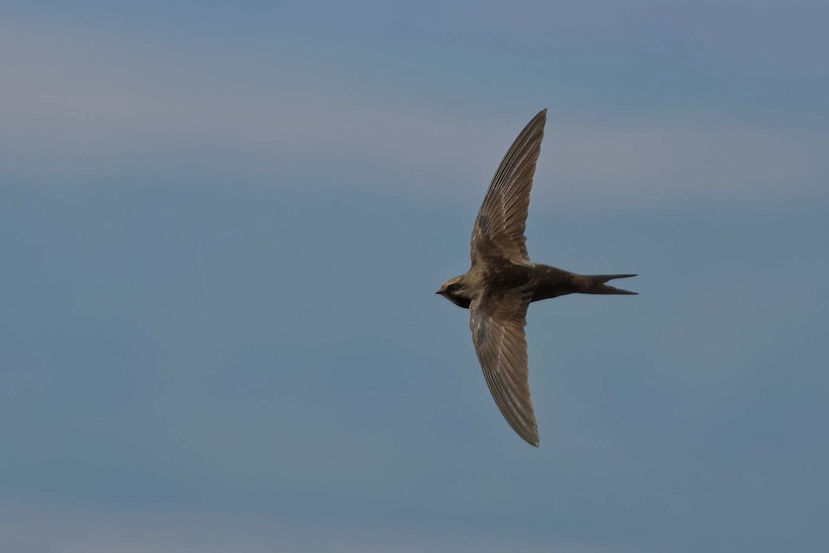 Серпокрилець чорний - ML644668443