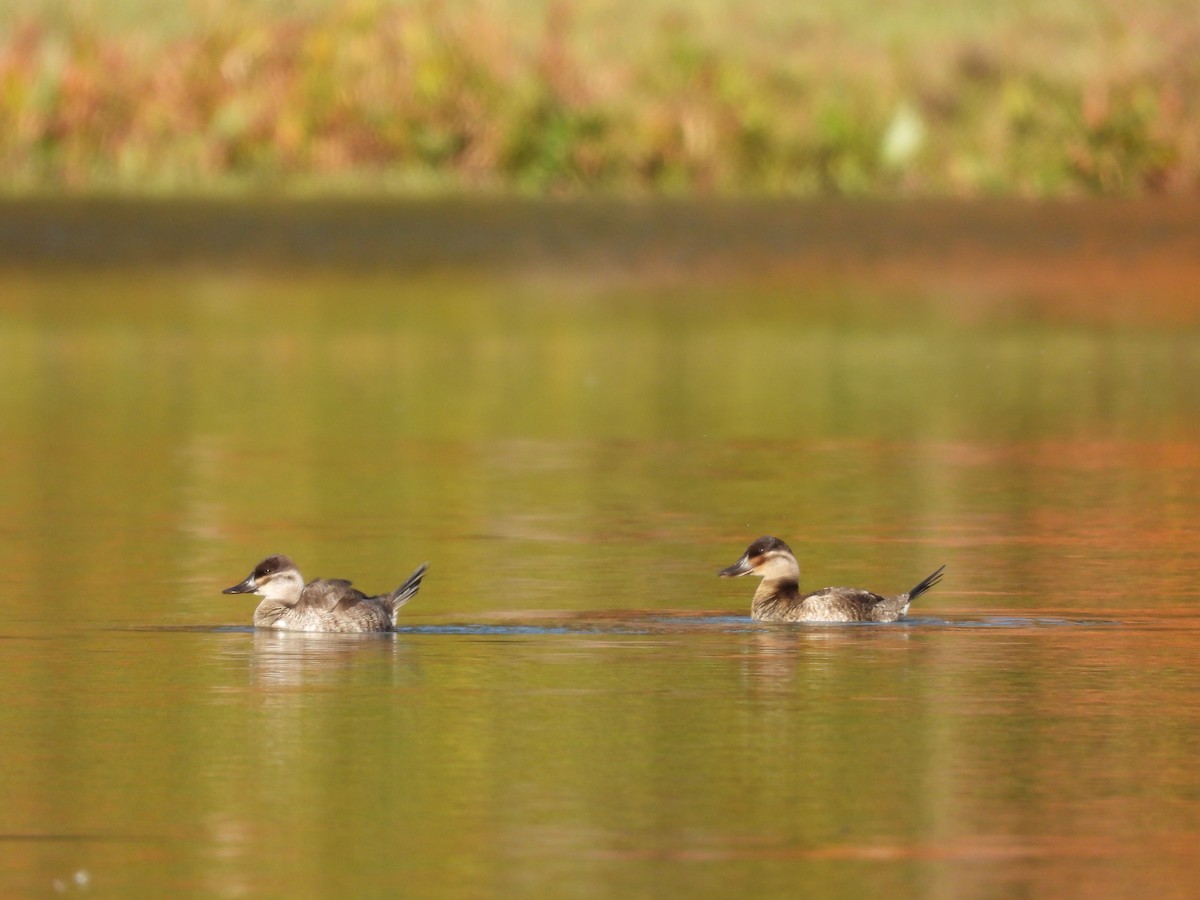 Érismature rousse - ML644668447