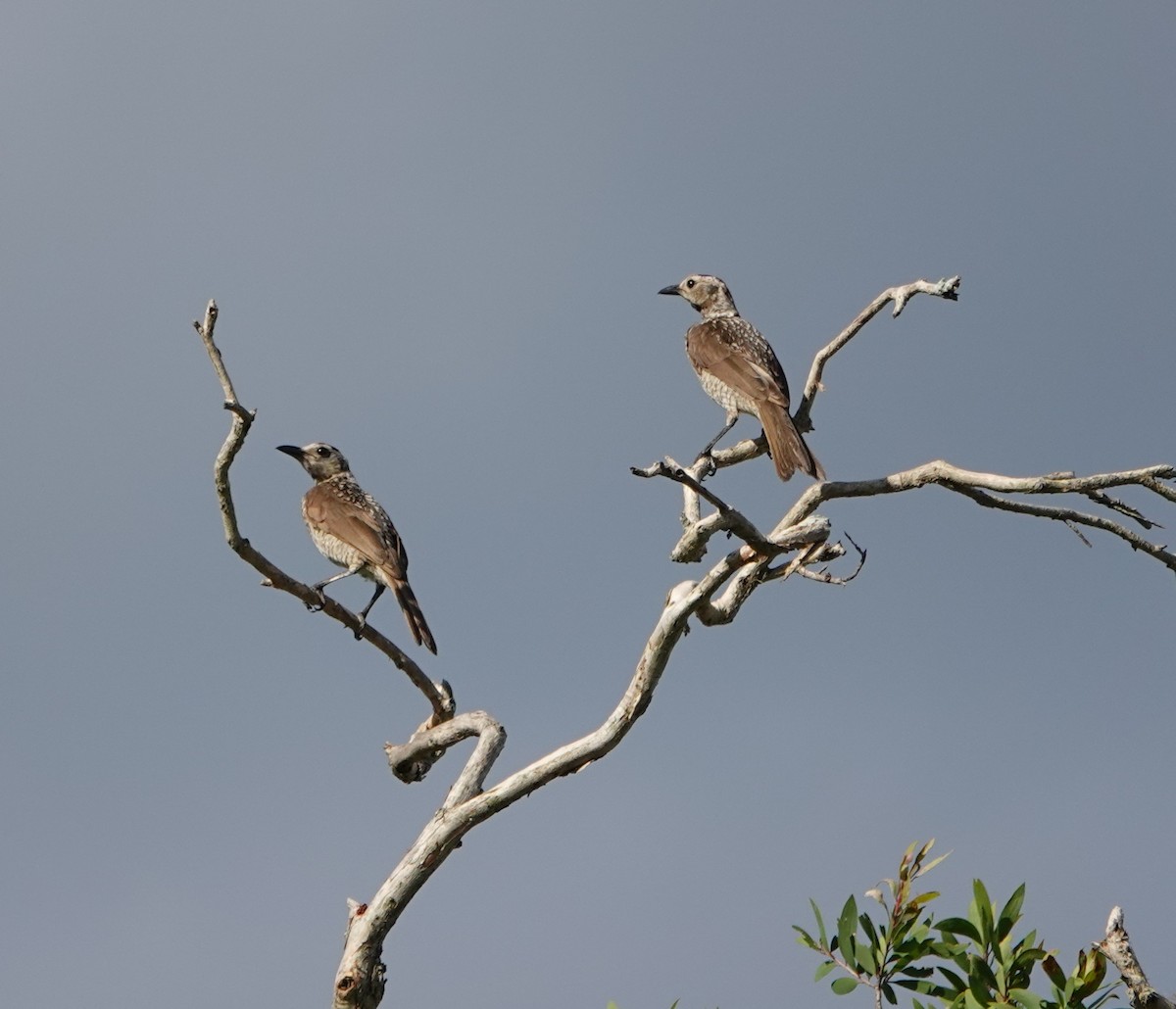Regent Bowerbird - ML644668449