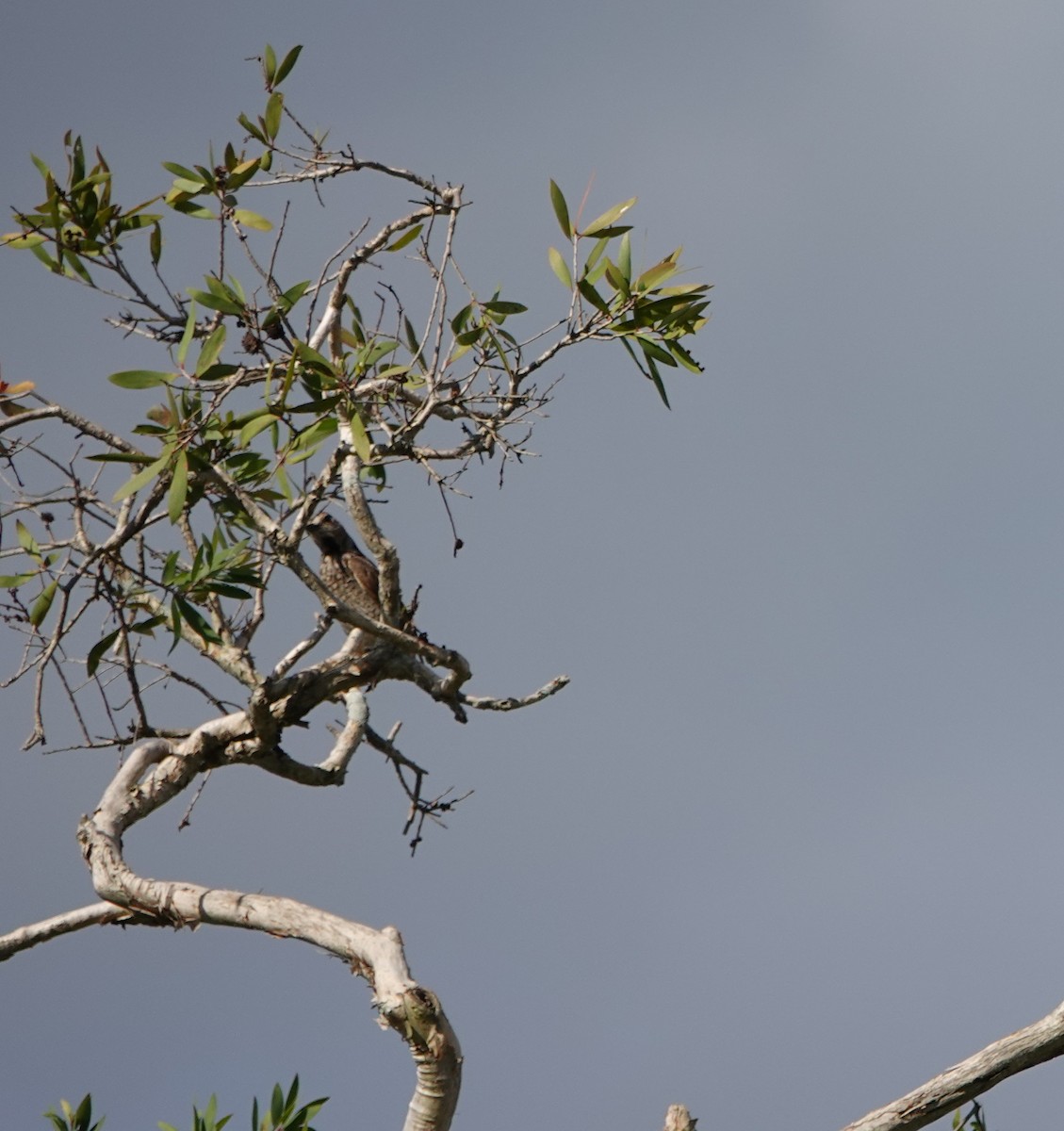 Regent Bowerbird - ML644668450