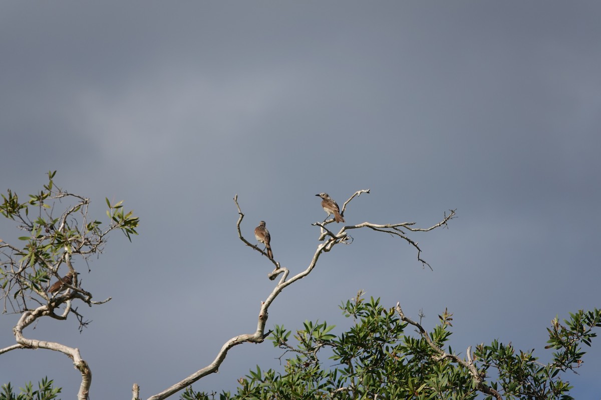 Regent Bowerbird - ML644668452