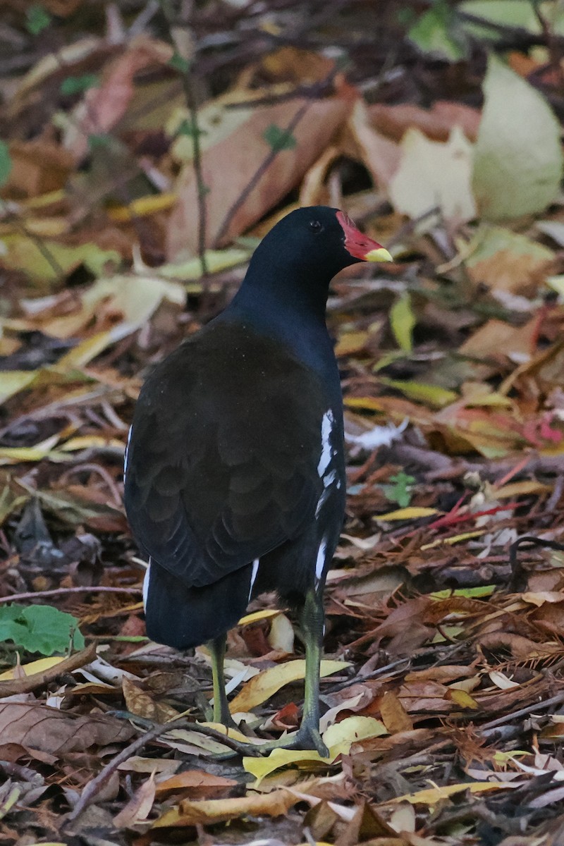 Eurasian Moorhen - ML644668460