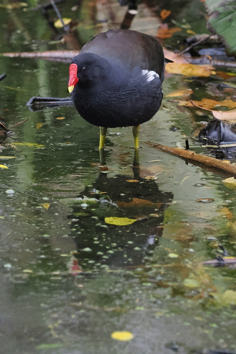 Eurasian Moorhen - ML644668461