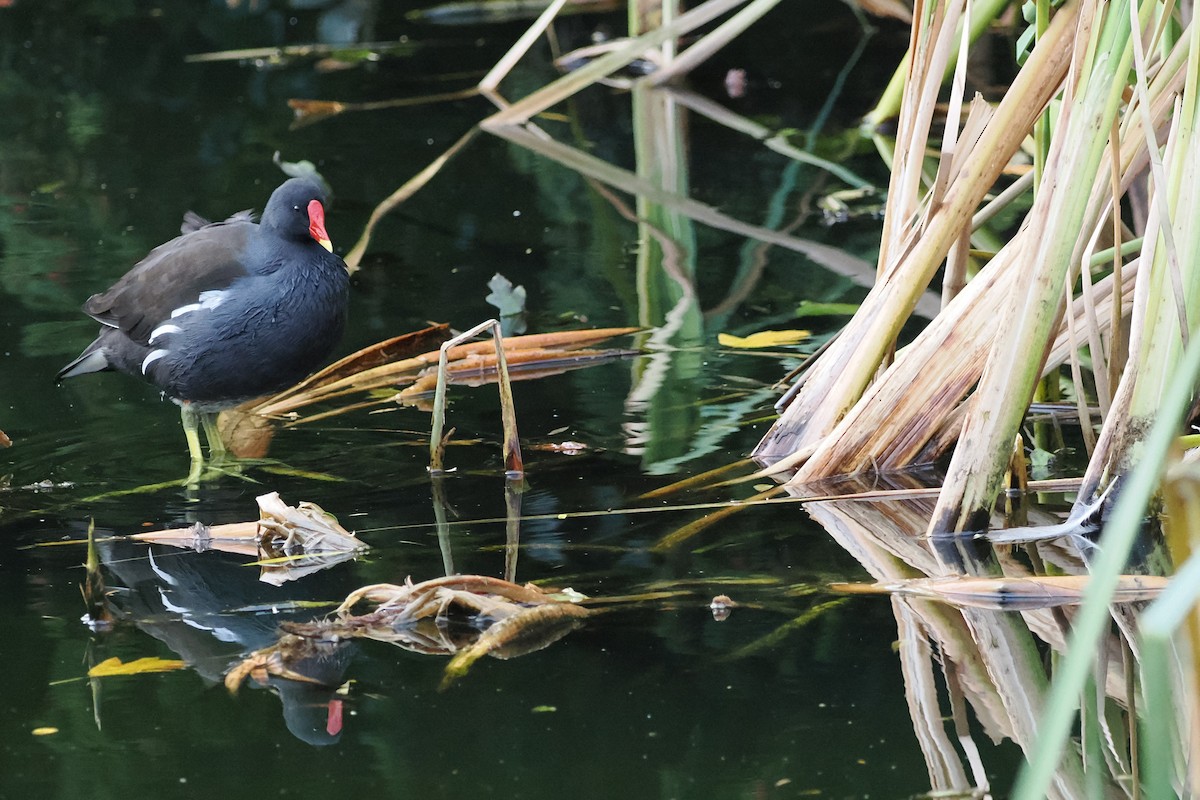 Eurasian Moorhen - ML644668462