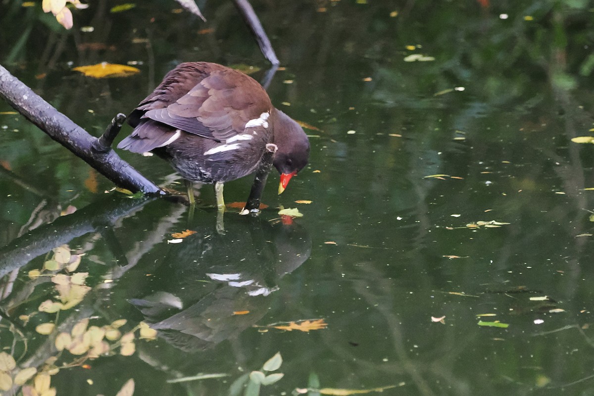 Eurasian Moorhen - ML644668463