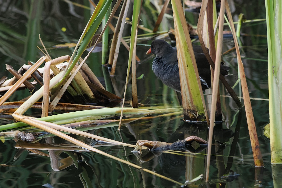 Eurasian Moorhen - ML644668464