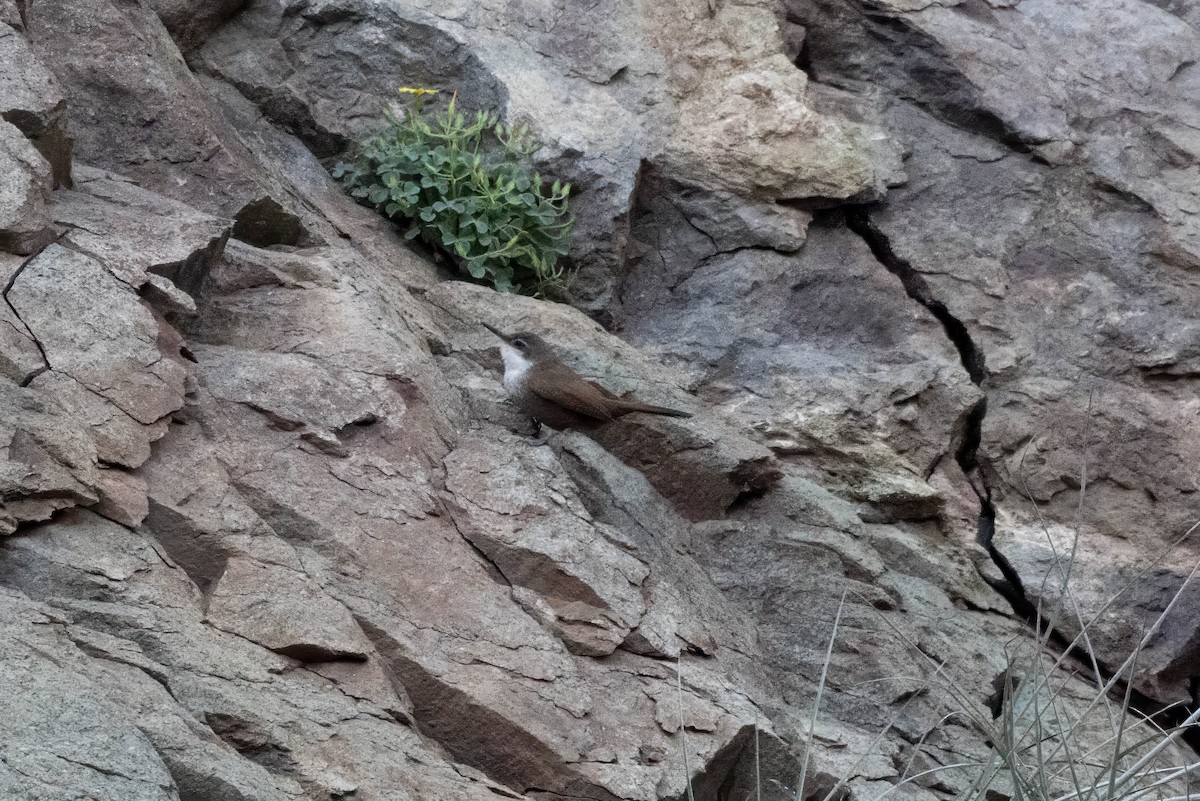 チリーカマドドリ - ML644668468