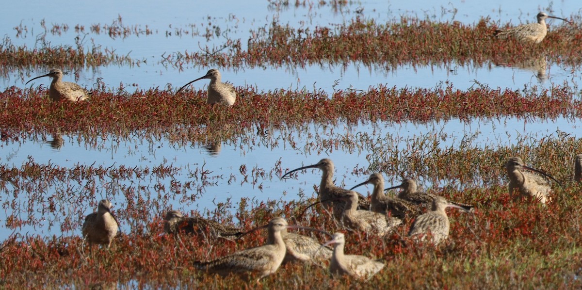 Long-billed Curlew - ML644668470