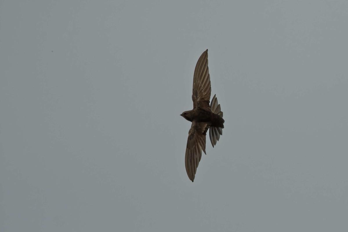 Серпокрилець чорний - ML644668472