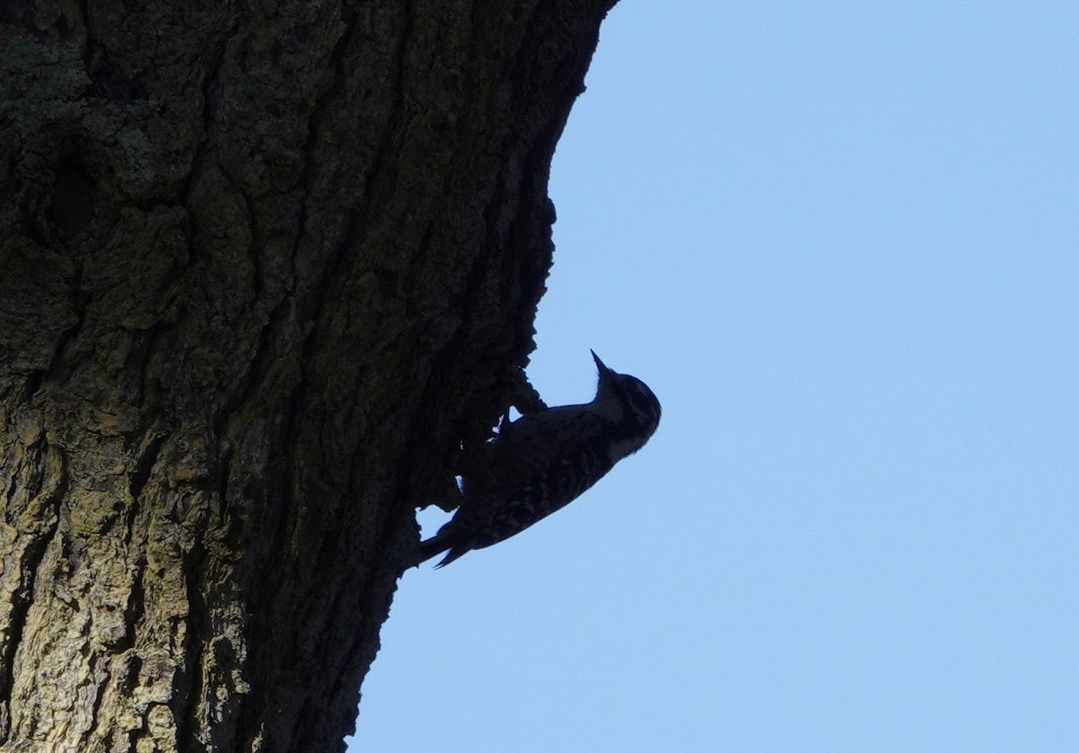 Nuttall's Woodpecker - ML644668473