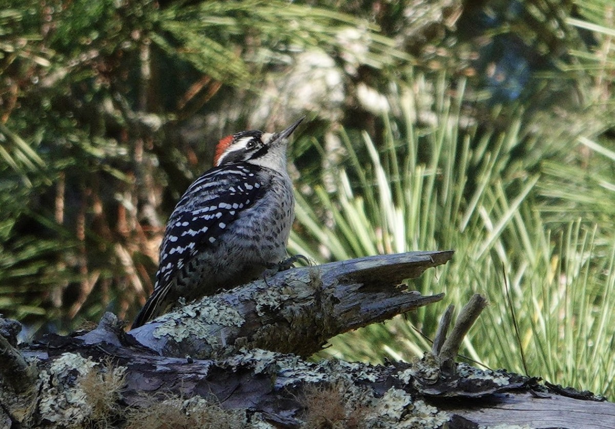 Nuttall's Woodpecker - ML644668474
