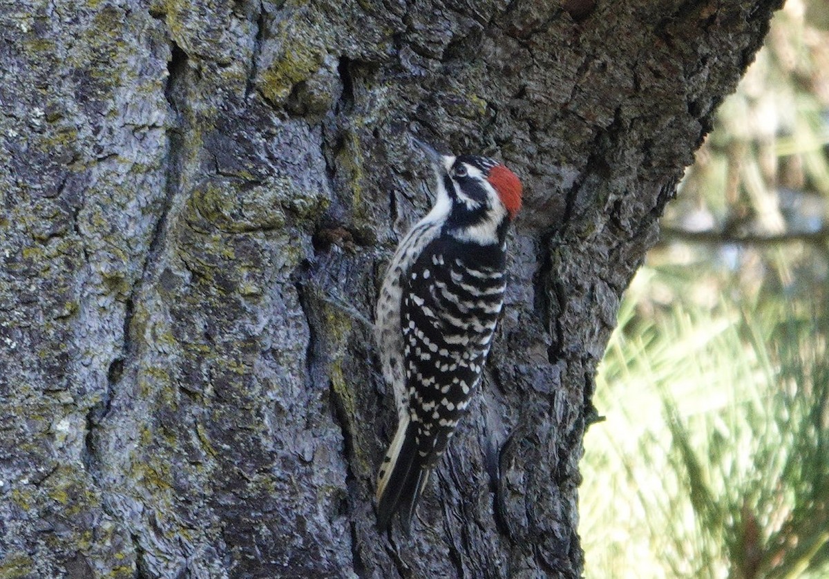 Nuttall's Woodpecker - ML644668475