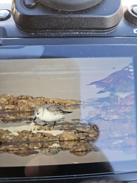 Sanderling - ML644668480