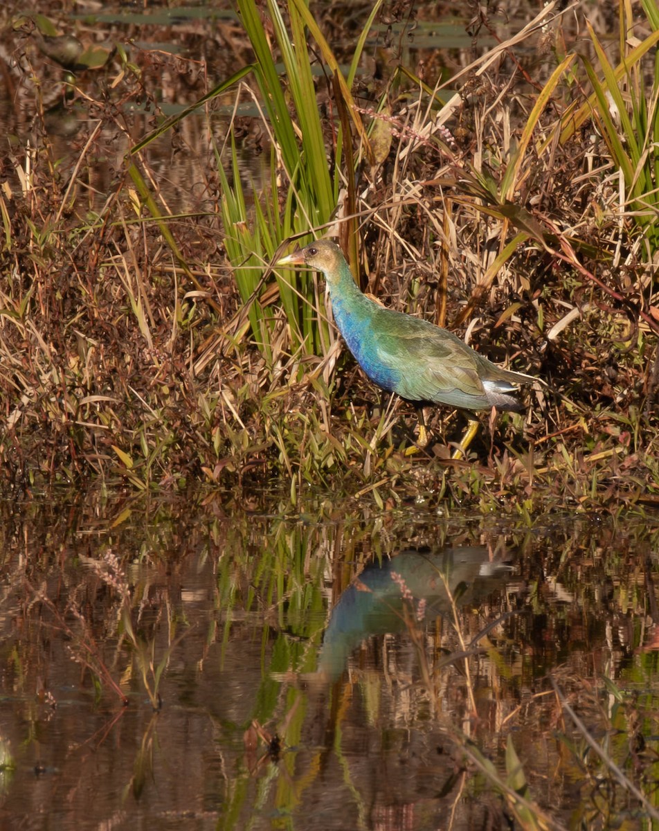 Purple Gallinule - ML644668488