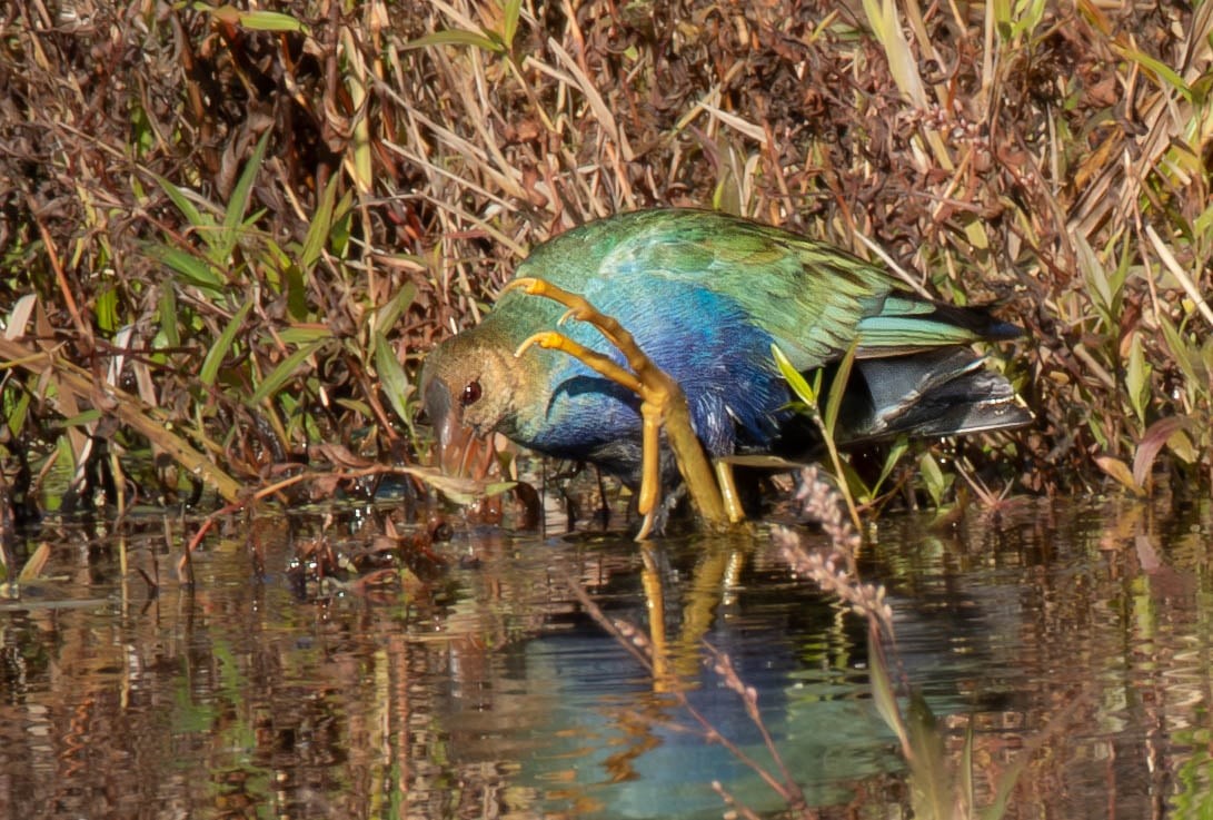 Purple Gallinule - ML644668489