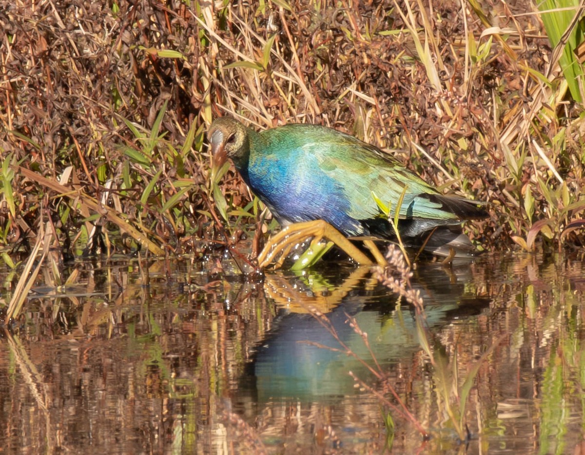 Purple Gallinule - ML644668490