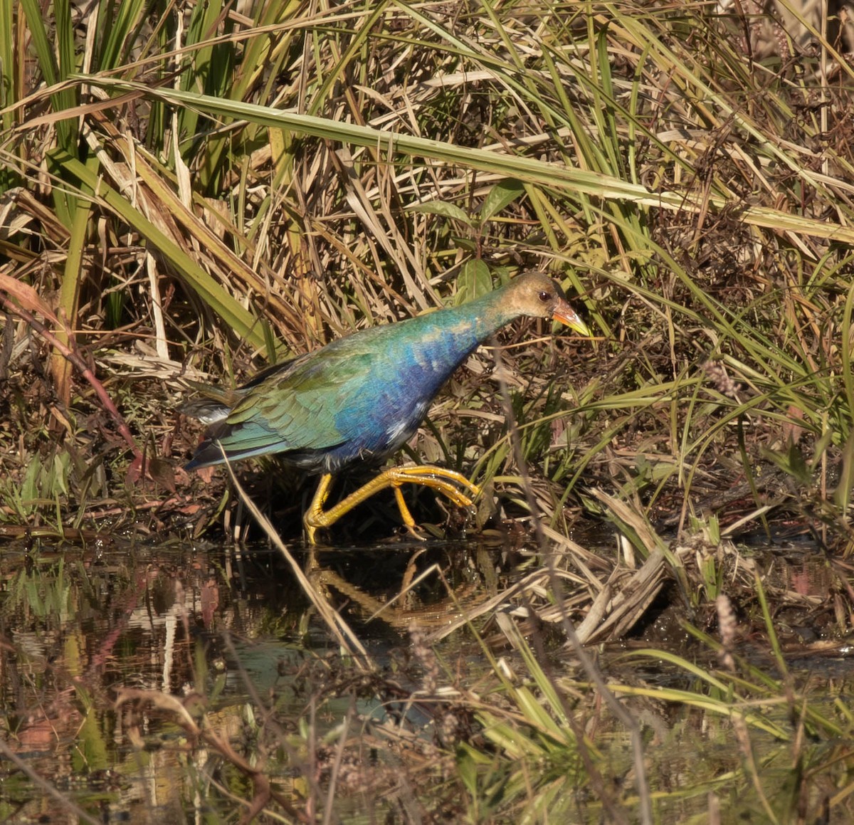 Purple Gallinule - ML644668491