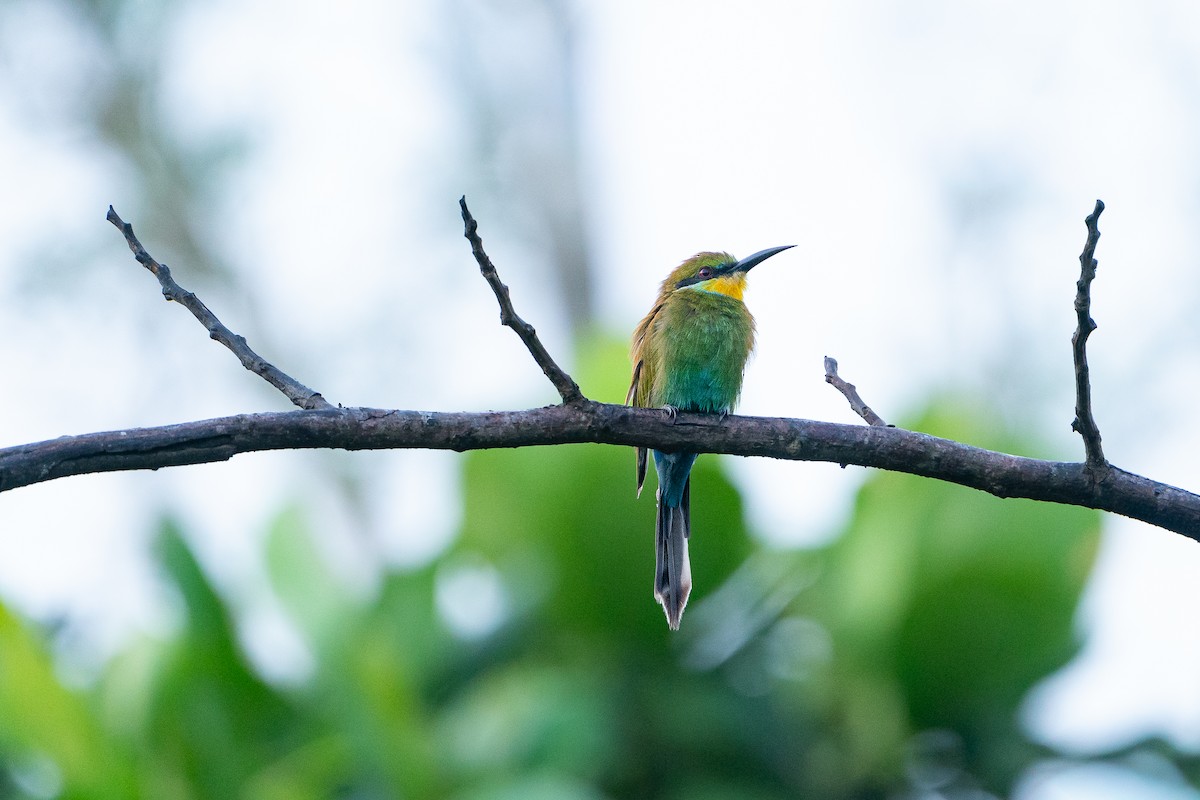 vlha vlaštovčí - ML644668492