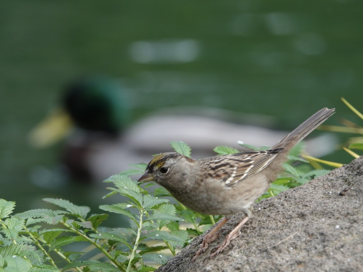 Golden-crowned Sparrow - ML644668495