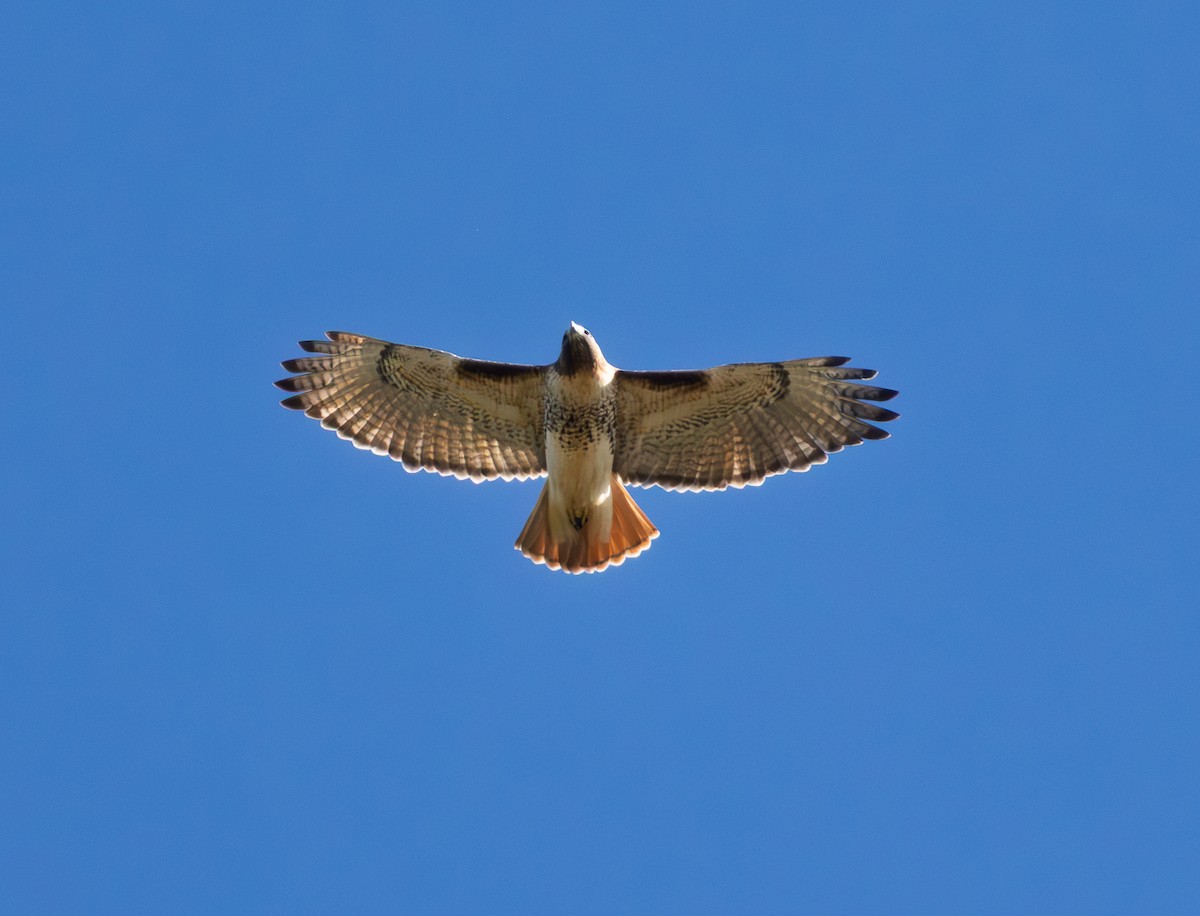 Red-tailed Hawk - ML644668501