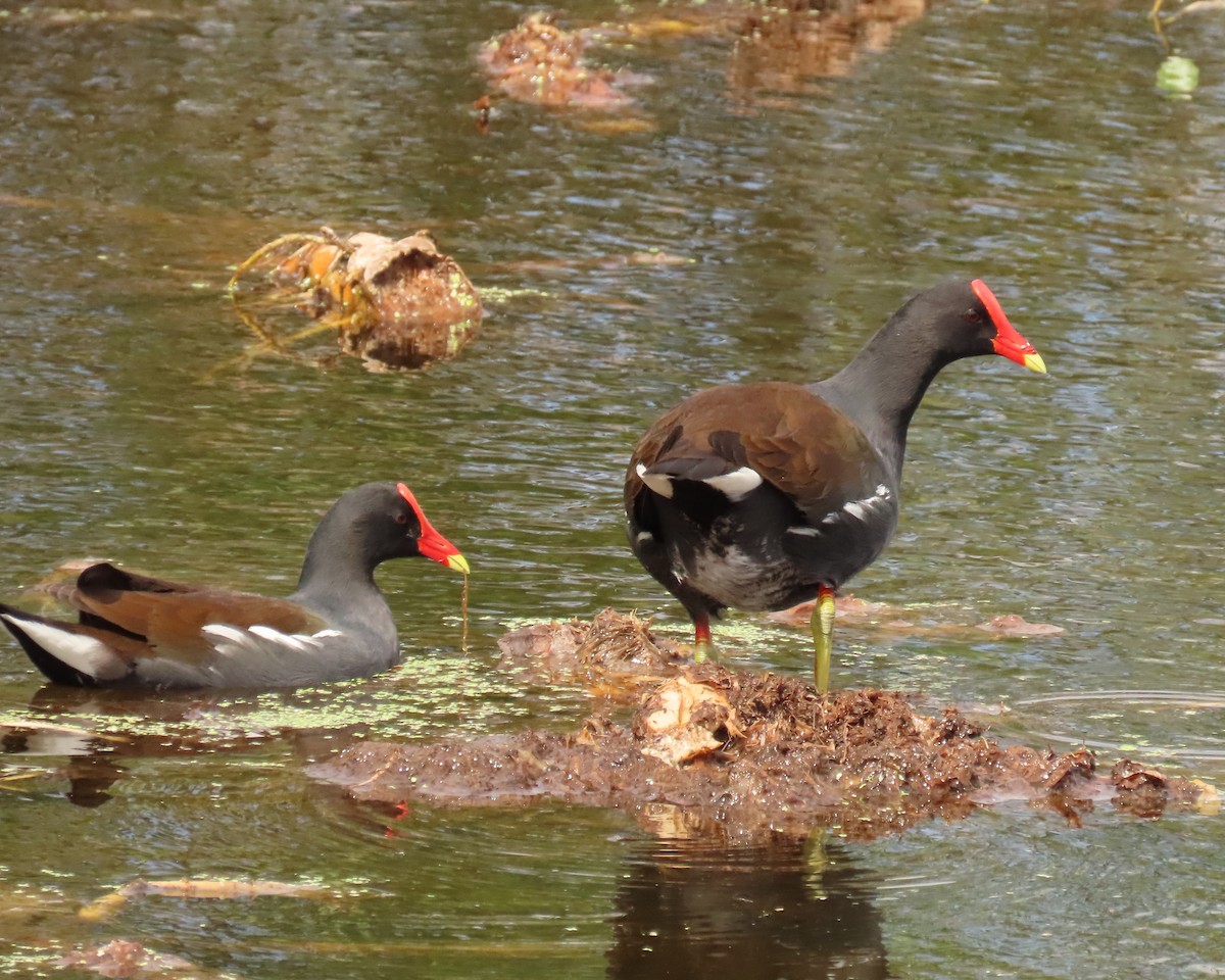 Курочка латиноамериканська - ML644668505