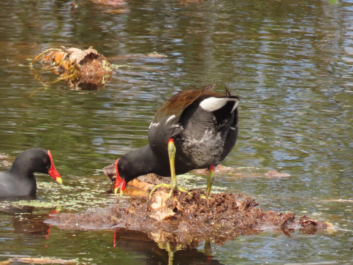 Курочка латиноамериканська - ML644668506