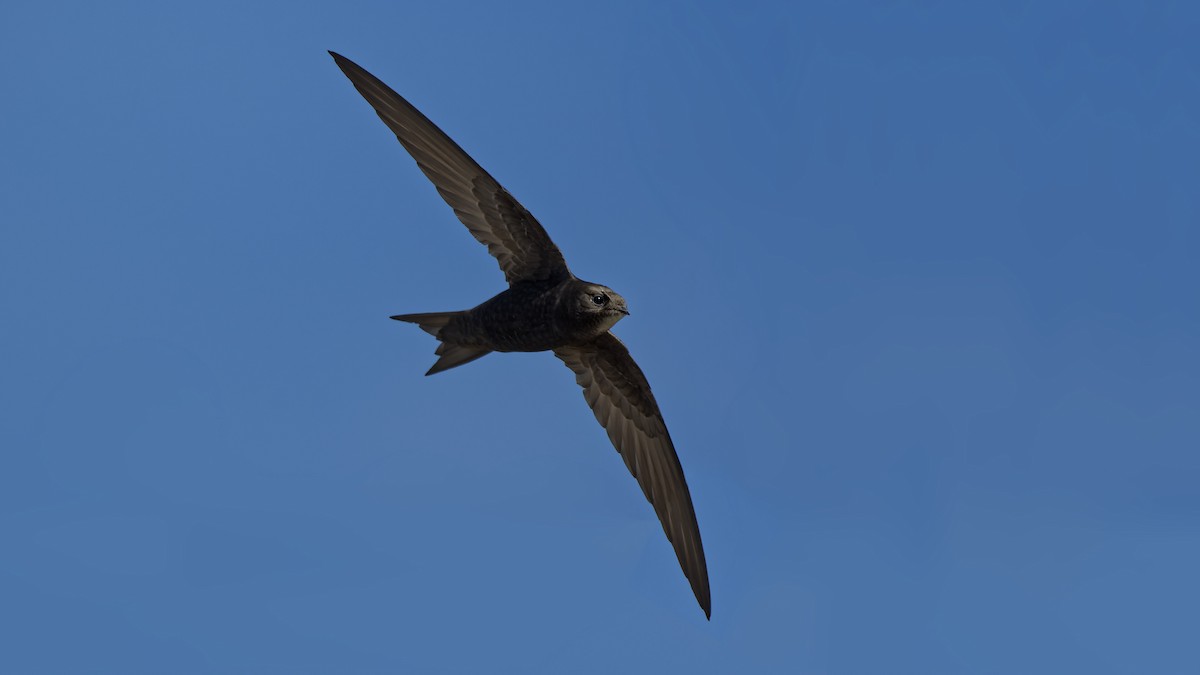 Серпокрилець чорний - ML644668507