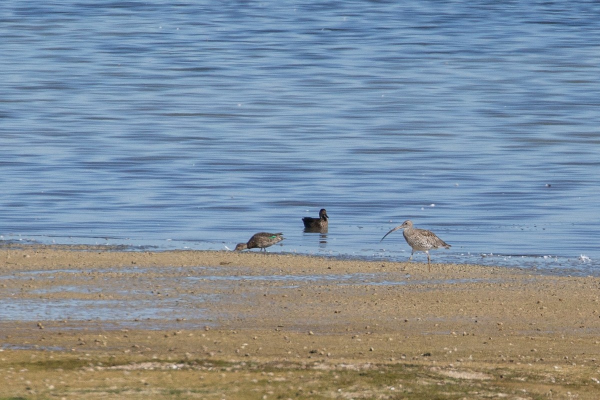 Морин тутгалжин - ML644668511