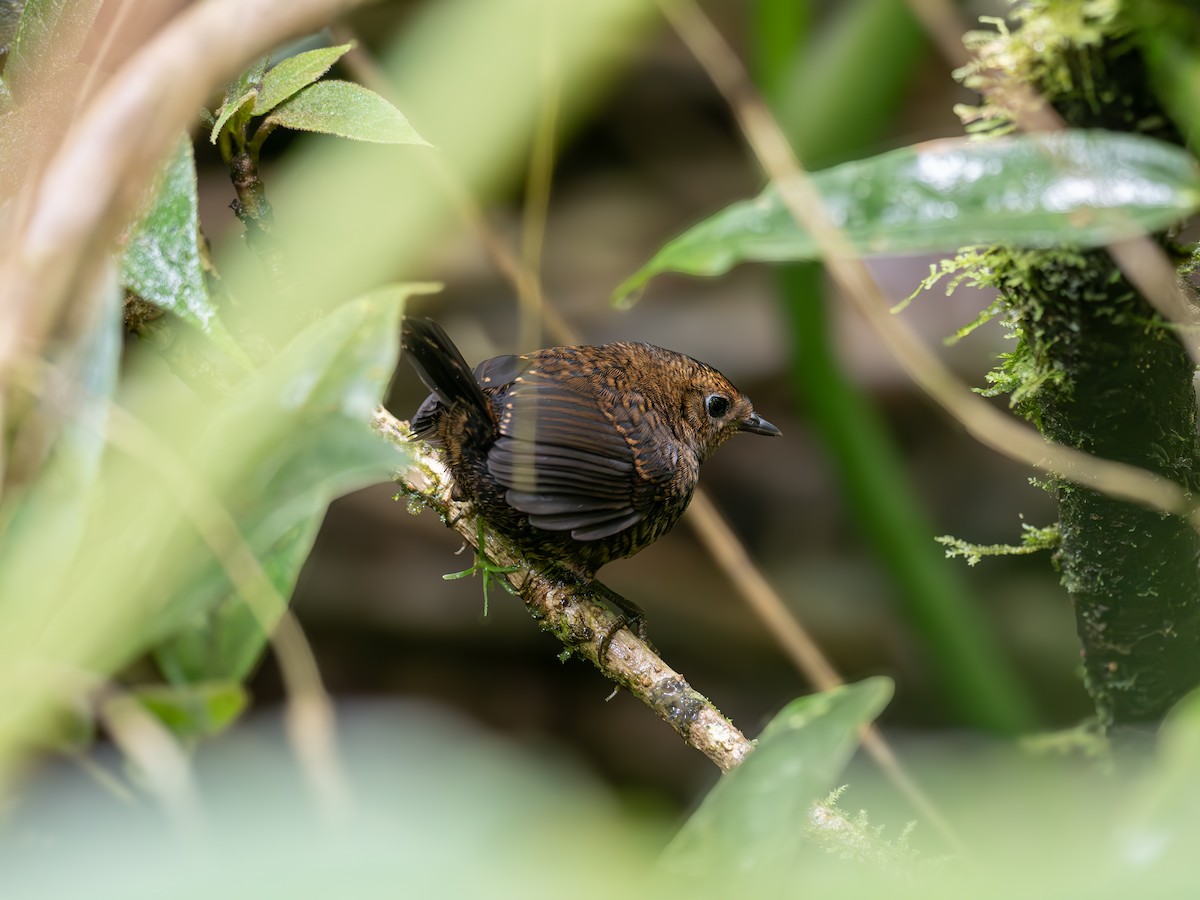 Silvery-fronted Tapaculo - ML644668513