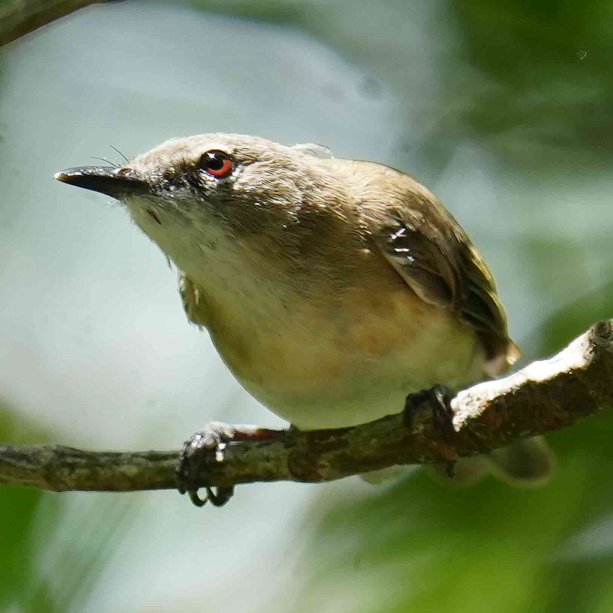 Large-billed Gerygone - ML644668528