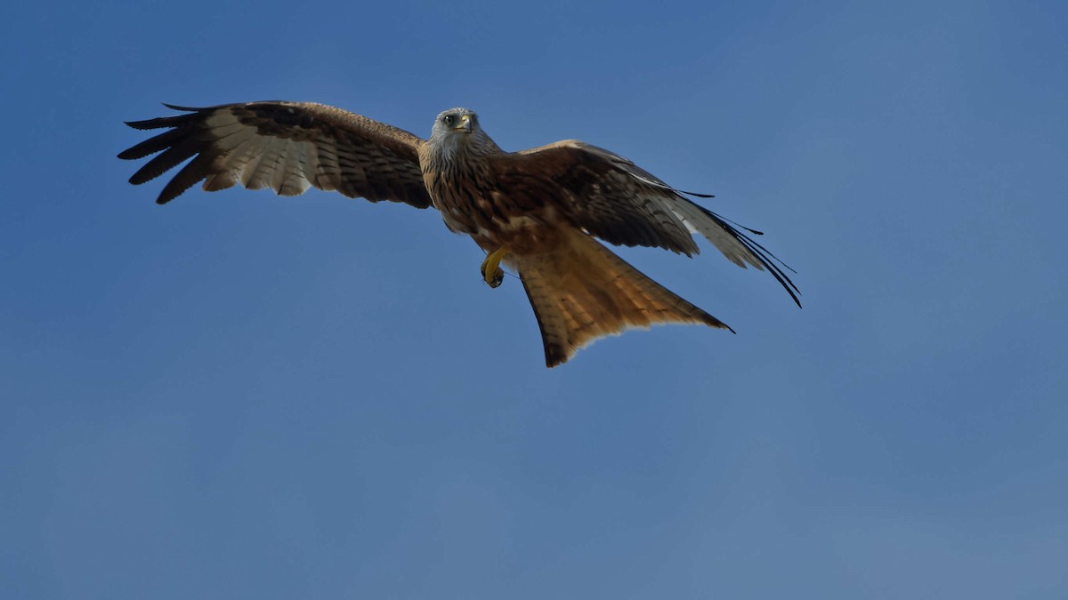 Red Kite - ML644668535