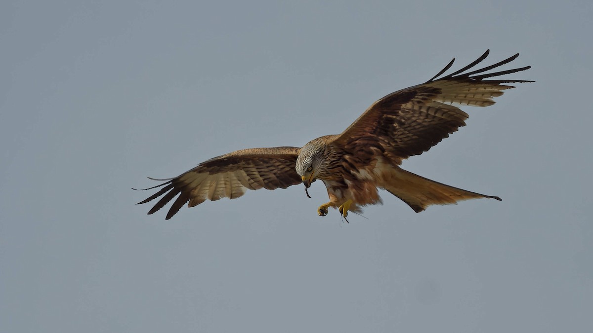 Red Kite - ML644668536