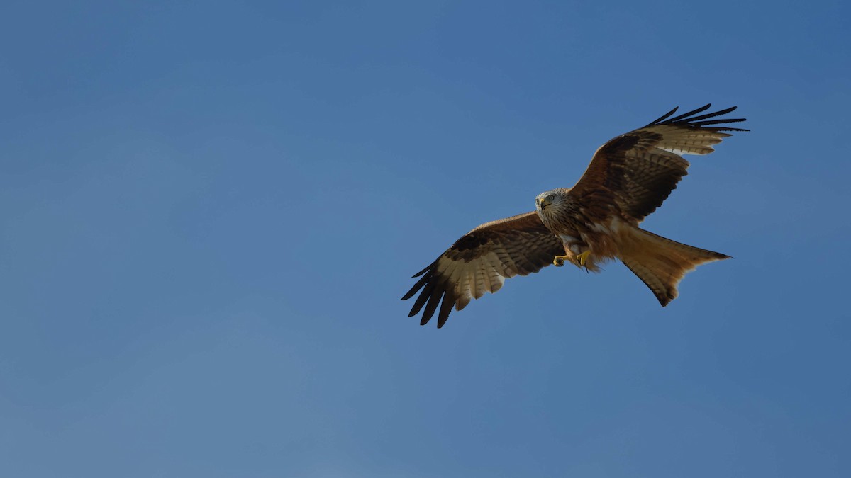 Red Kite - ML644668538