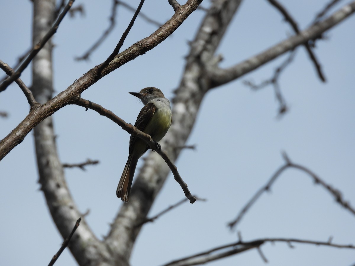 Nutting's Flycatcher - ML644668541