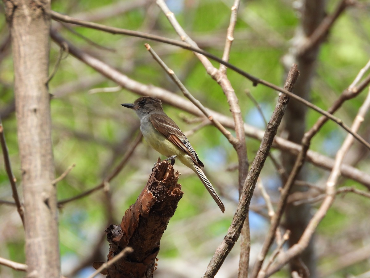 Nutting's Flycatcher - ML644668542
