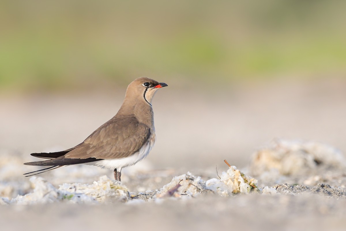 ouhorlík stepní - ML644668543