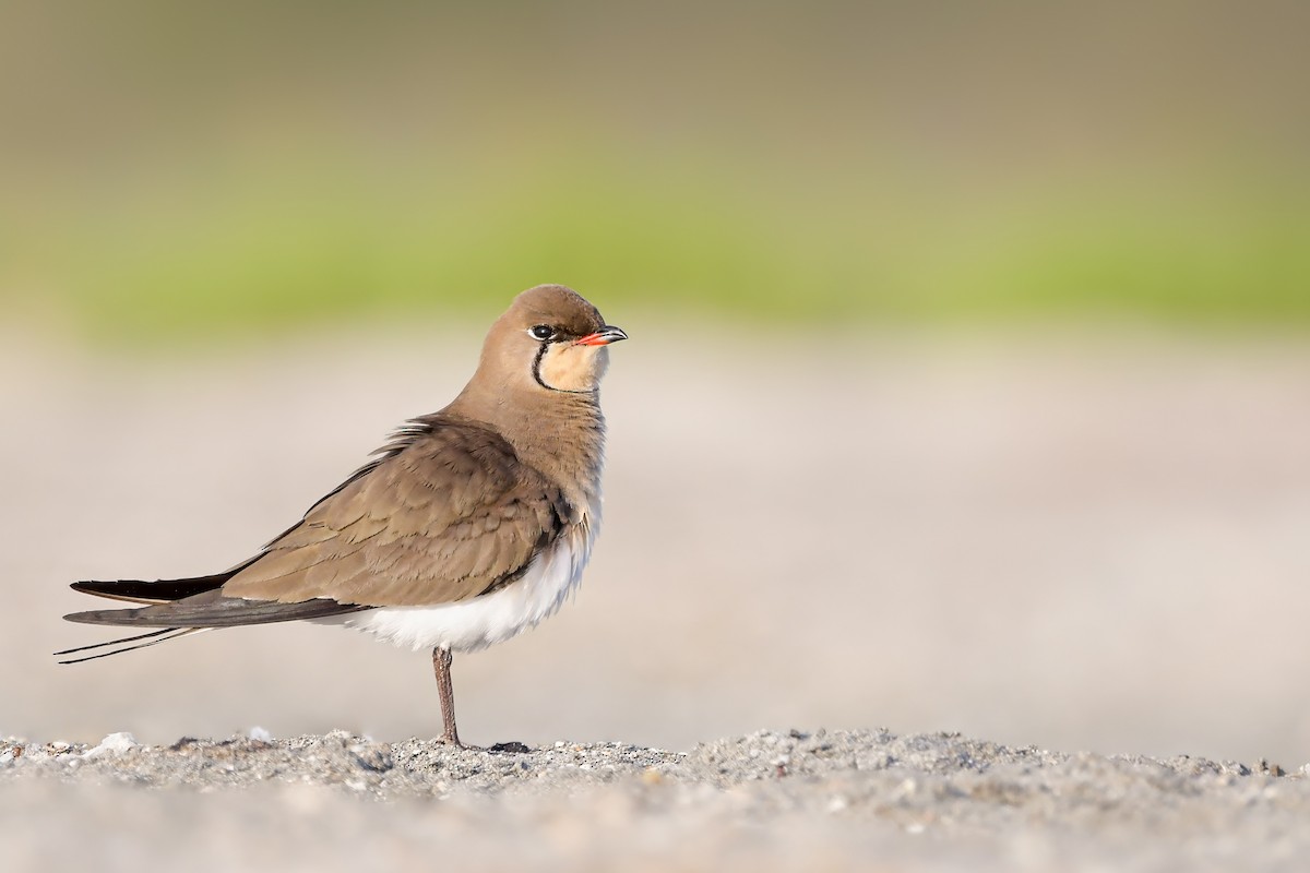 ouhorlík stepní - ML644668544