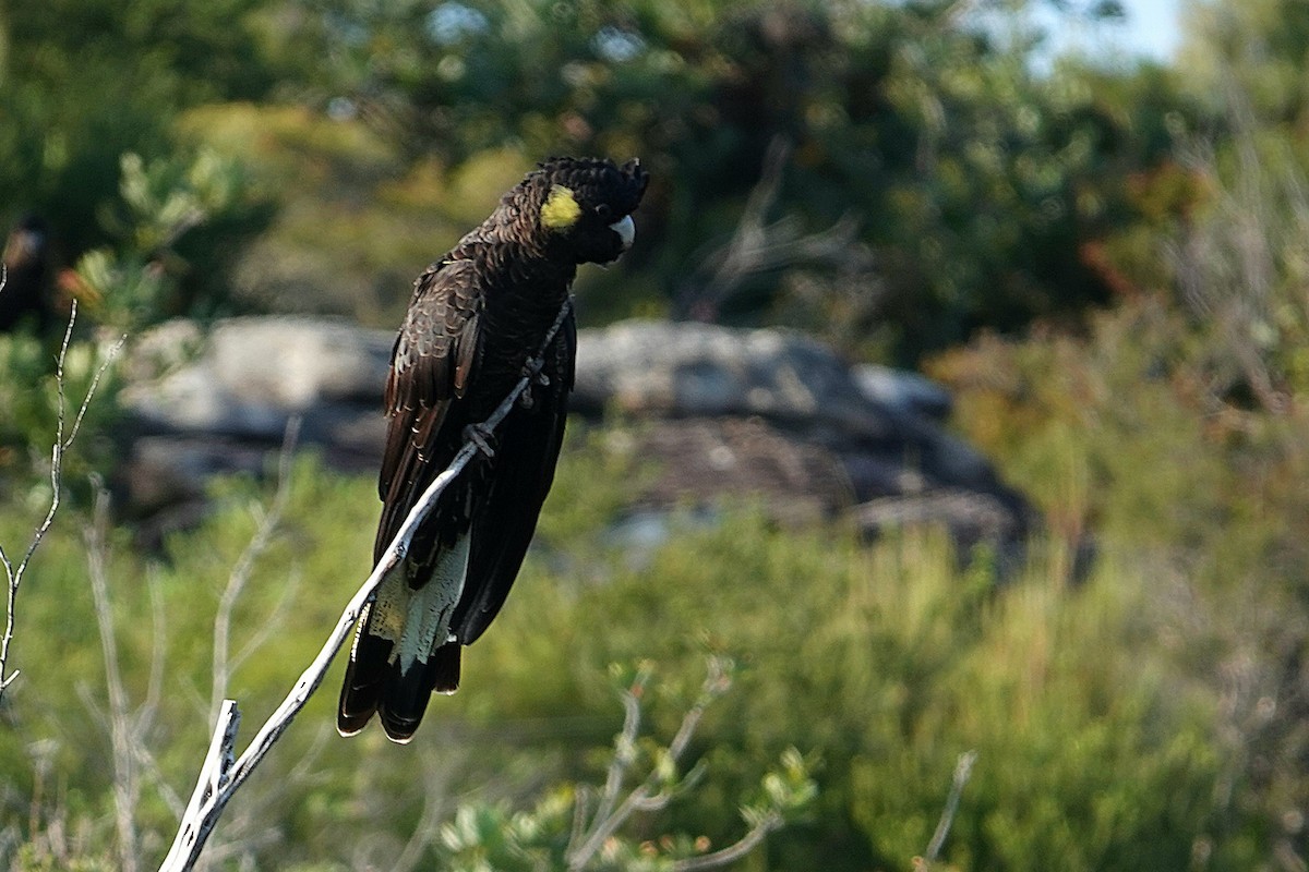 キイロオクロオウム - ML644668546