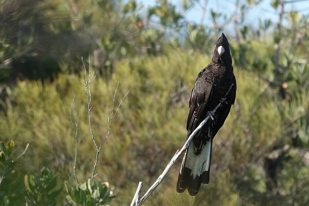 キイロオクロオウム - ML644668547