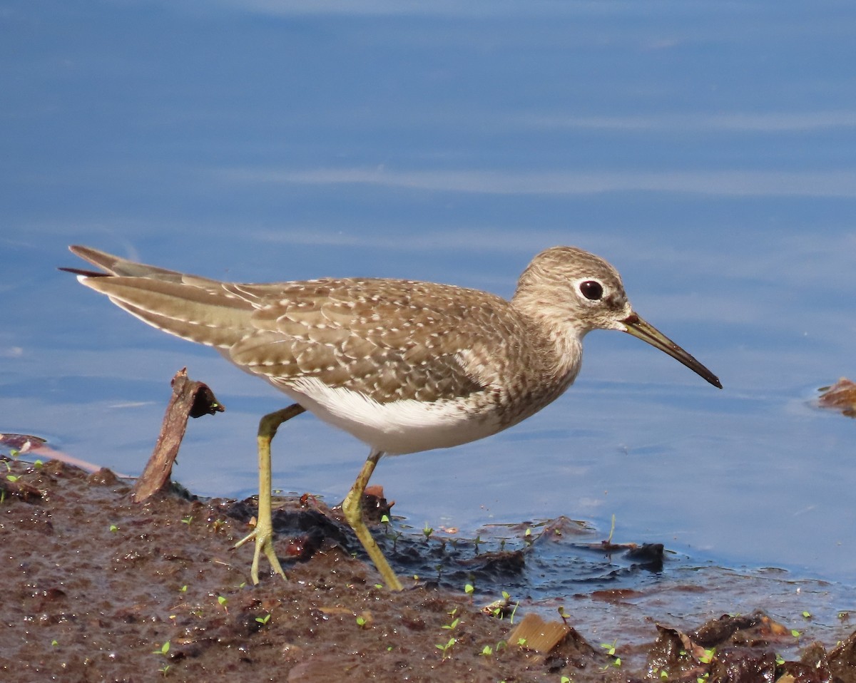 Solitary Sandpiper - ML644668548