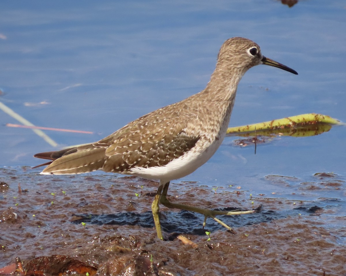 Solitary Sandpiper - ML644668549