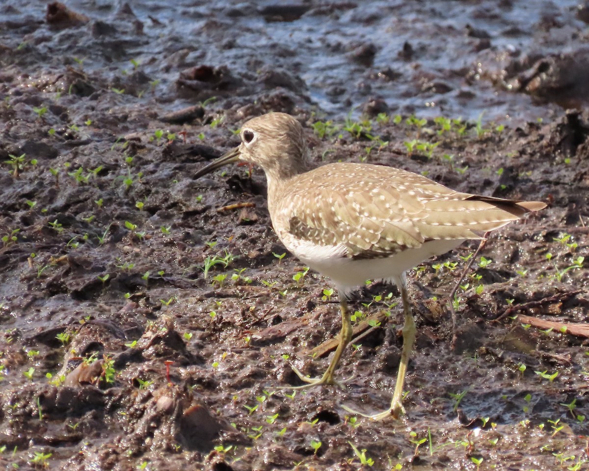 Solitary Sandpiper - ML644668550