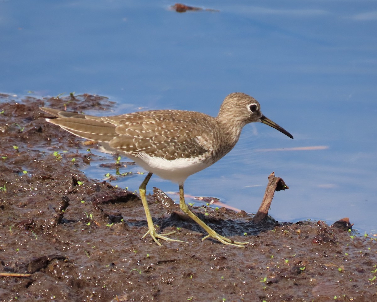 Solitary Sandpiper - ML644668551