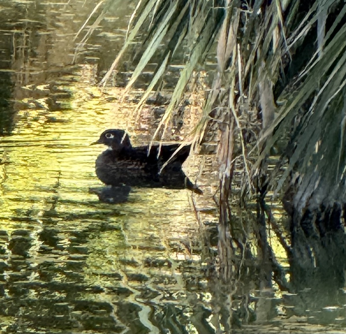 Wood Duck - ML644668552
