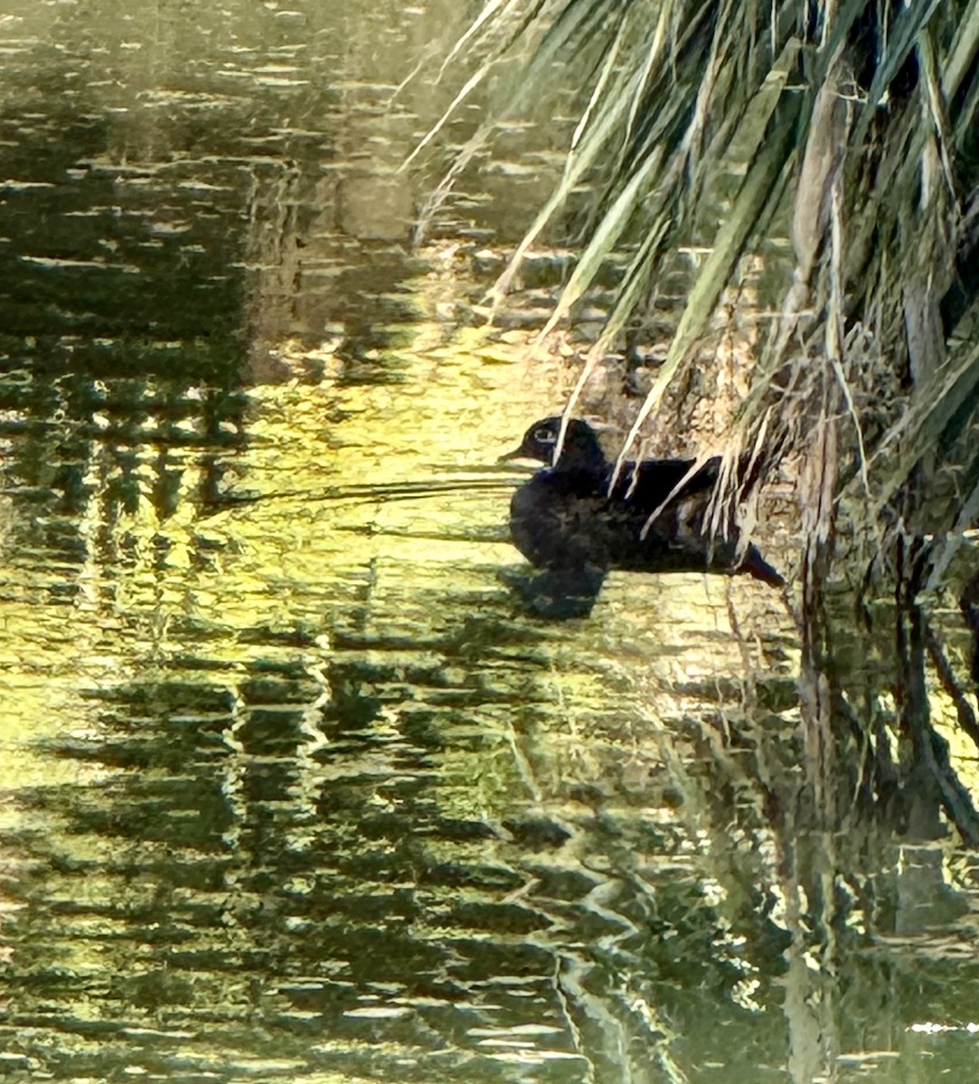 Wood Duck - ML644668553