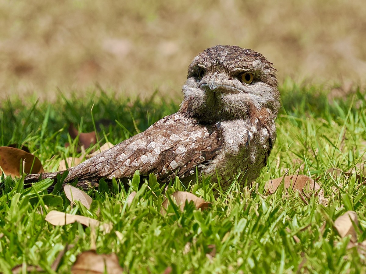 Tawny Frogmouth - ML644668555