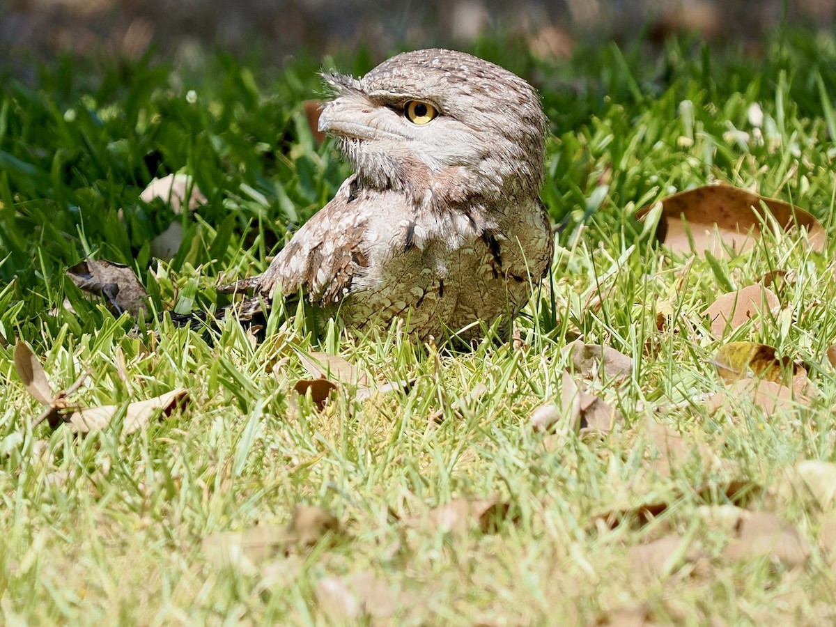 Tawny Frogmouth - ML644668556